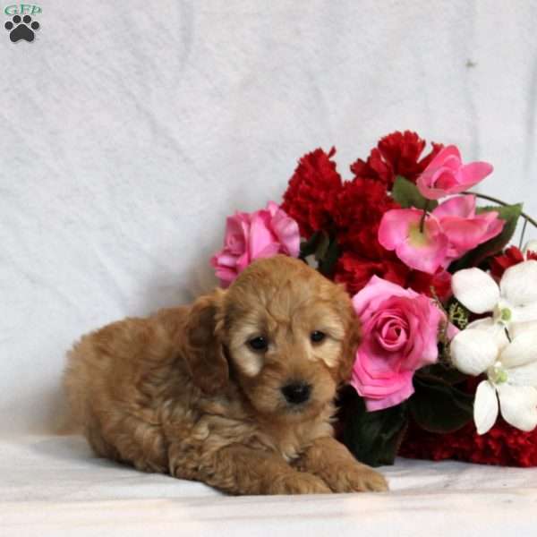 Magnus, Mini Goldendoodle Puppy